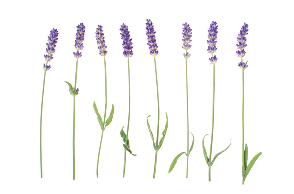 lavender: wangi yang memengaruhi mood dan emosi