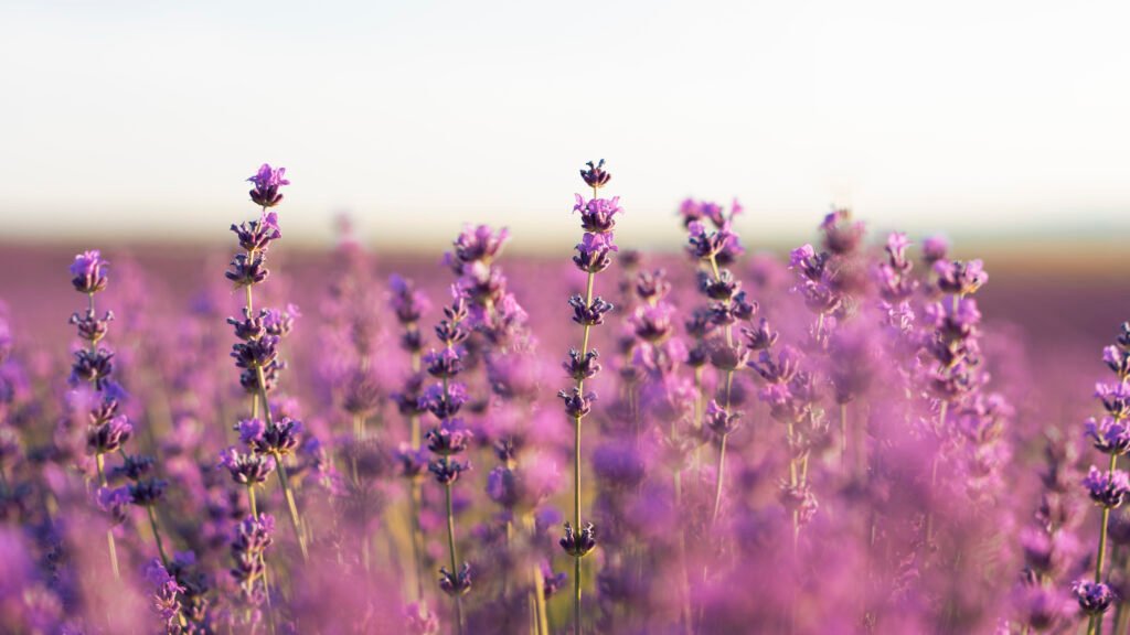 Aroma Floral