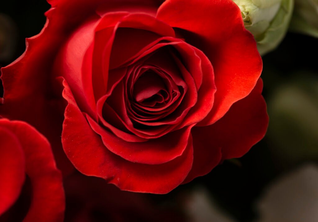 Aroma Floral