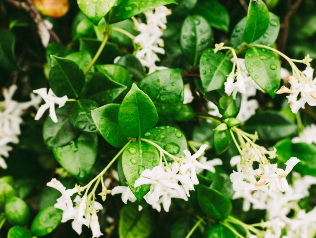 Aroma Floral